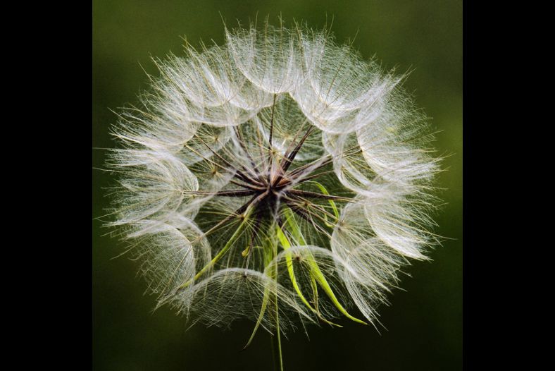 Dandelion