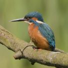 Kingfisher
