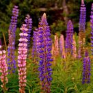 Port Clyde Lupines
