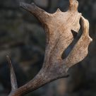 Horn