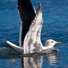 Landing on water