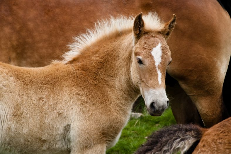 Colt