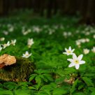 Mixed forest