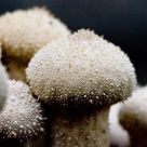 mushroom