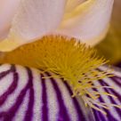 Iris germanica