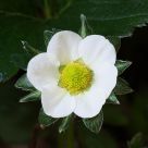 Strawberry Flower