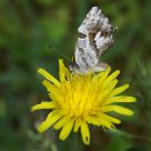 Butterfly feeding