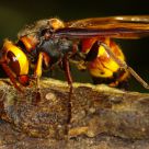 Greater Banded Hornet