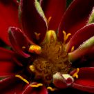 The start of a new flower