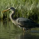 Blue Heron