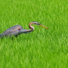 Purple Heron
