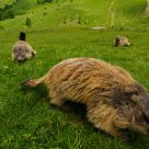 Alpine Marmots