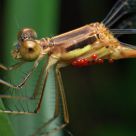 Damselfly
