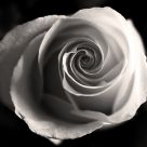 Rose Spiral