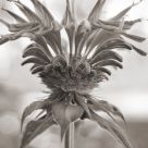 Some crazy flower