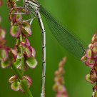 Damselfly