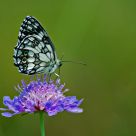 Butterfly in B/W