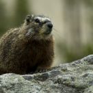 Yellow Bellied Marmot
