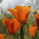 California Poppy