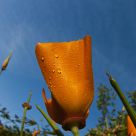 Poppy Up Close