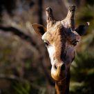 Girafa