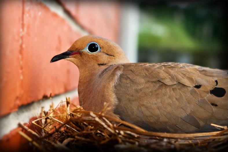 Dove