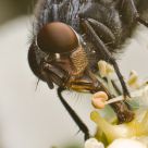 Feeding fly