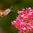 Hummingbird butterfly #1