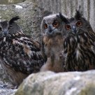Bubo bubo family