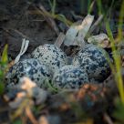 Four Eggs