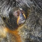 Simply Monkey