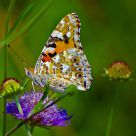 Butterfly in brown