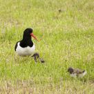 Common Oystercatcher