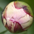 peony