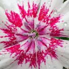 White and Pink