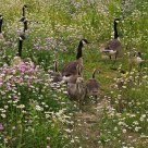 Visiting their garden