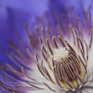 Clematis