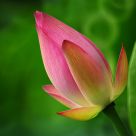 Gonna Blossom