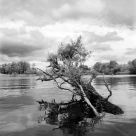 Biesbosch