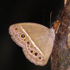 South China Bush Brown