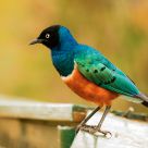 Bird