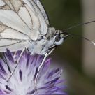 Mariposa