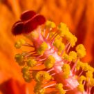 Hibiscus Flower