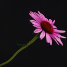 First Bloom