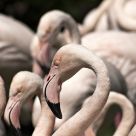 Flamingos