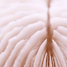 A coral