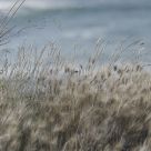 Viento