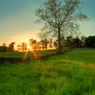 Through the Pasture