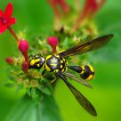 Phimenes flavopictus