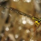 Yellow Damselfly